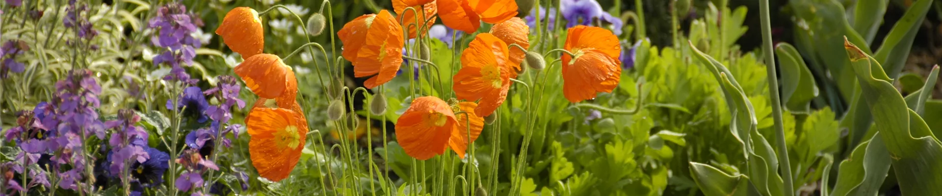 Papaver nudicaule Papaver nudicaule