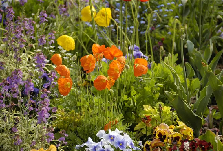 Papaver nudicaule Papaver nudicaule