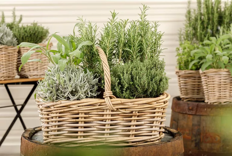 Kräuterkörbchen
