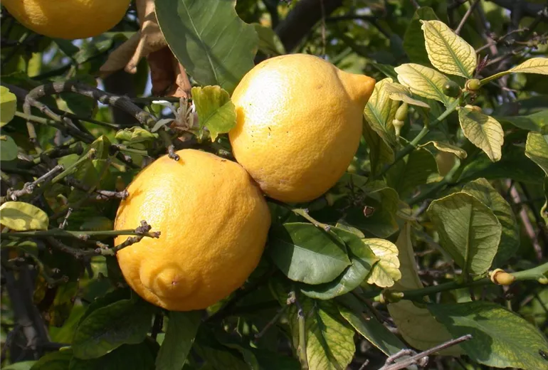 Citrus limon Citrus limon