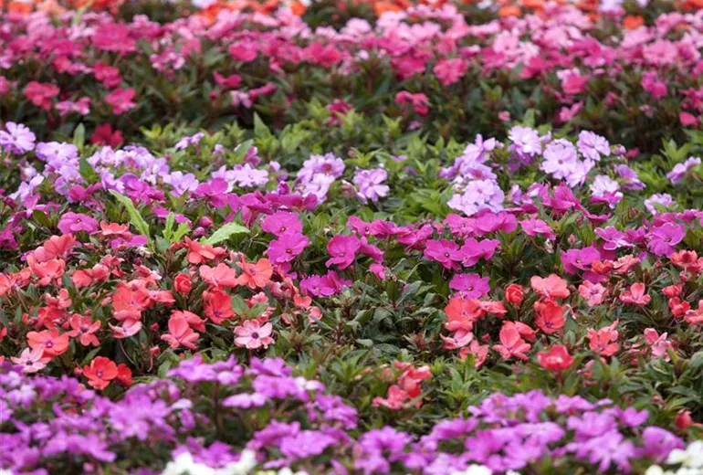 Impatiens Impatiens