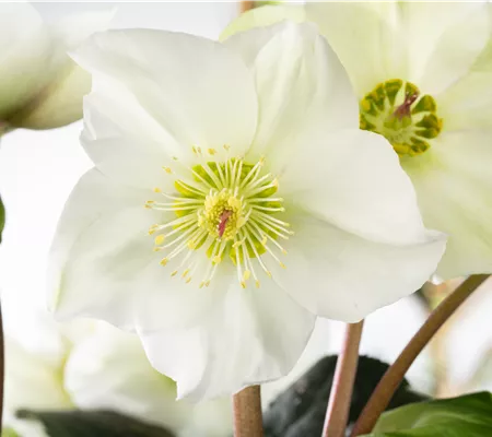 Christrosen im Garten als Blütenhighlight im Winter