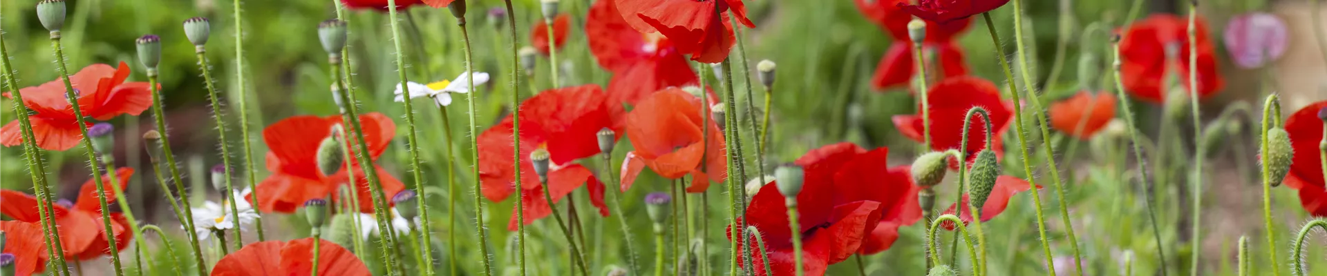 Papaver rhoeas Papaver rhoeas