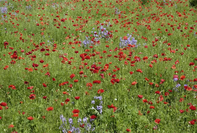 Papaver rhoeas Papaver rhoeas