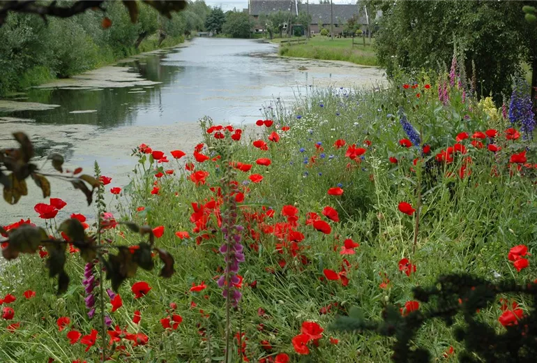 Papaver rhoeas, rot Papaver rhoeas, rot