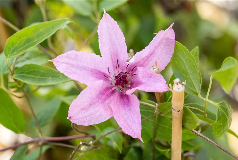Clematis 'Comtesse de Bouchaud' Clematis 'Comtesse de Bouchaud'