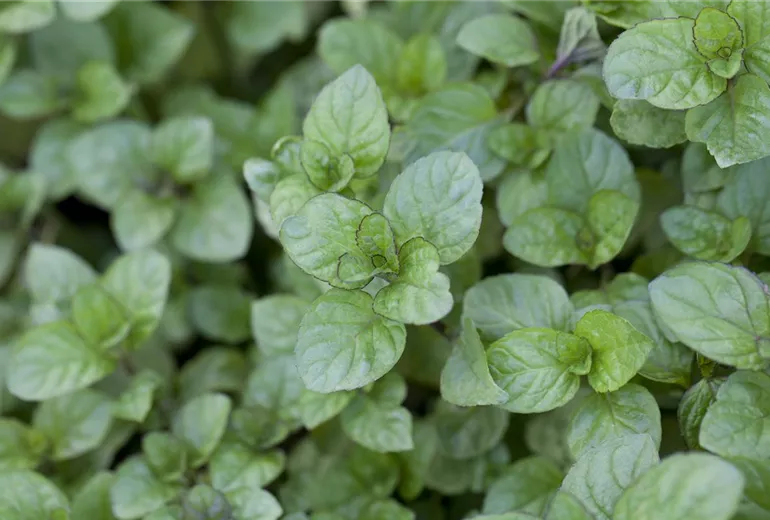 Mentha x piperita 'Orange' Mentha x piperita 'Orange'