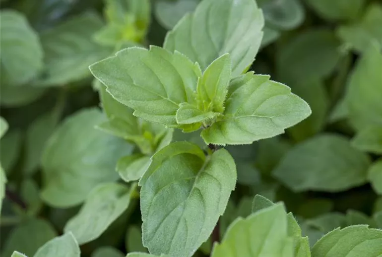 Mentha x piperita 'Lemon' Mentha x piperita 'Lemon'