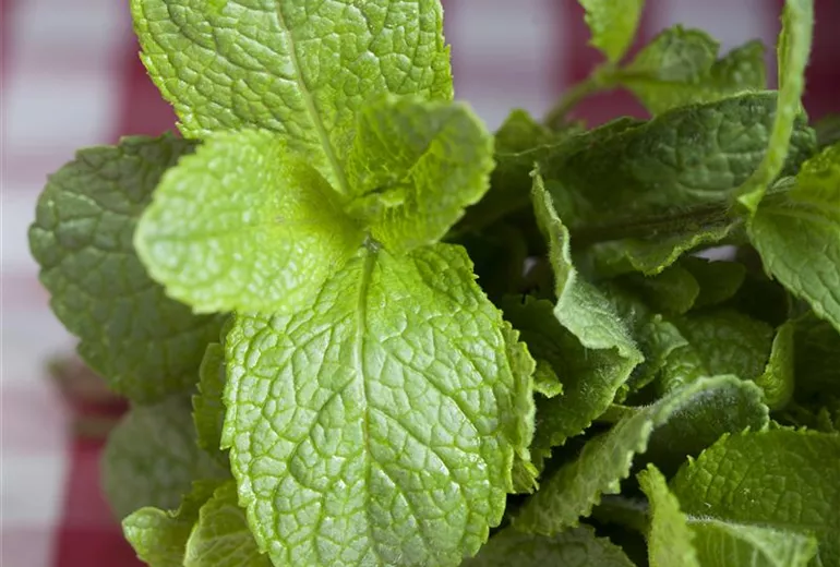 Mentha Mentha