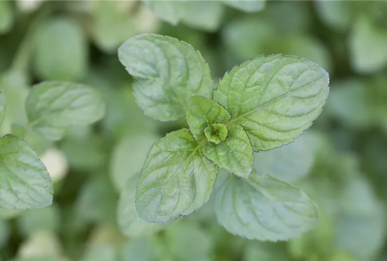Mentha x piperita var. citrata Mentha x piperita var. citrata