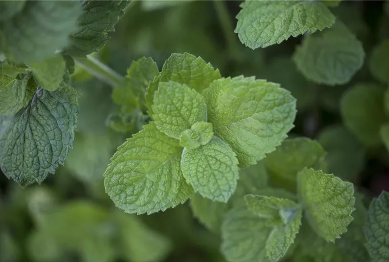 Mentha suaveolens 'Apple Mint' Mentha suaveolens 'Apple Mint'
