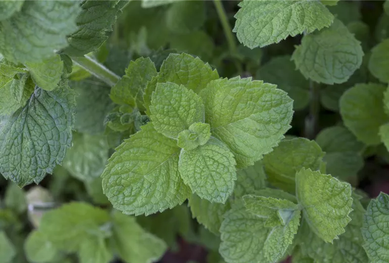 Mentha suaveolens 'Apple Mint' Mentha suaveolens 'Apple Mint'