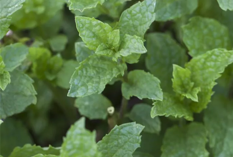 Mentha suaveolens 'Apple Mint' Mentha suaveolens 'Apple Mint'