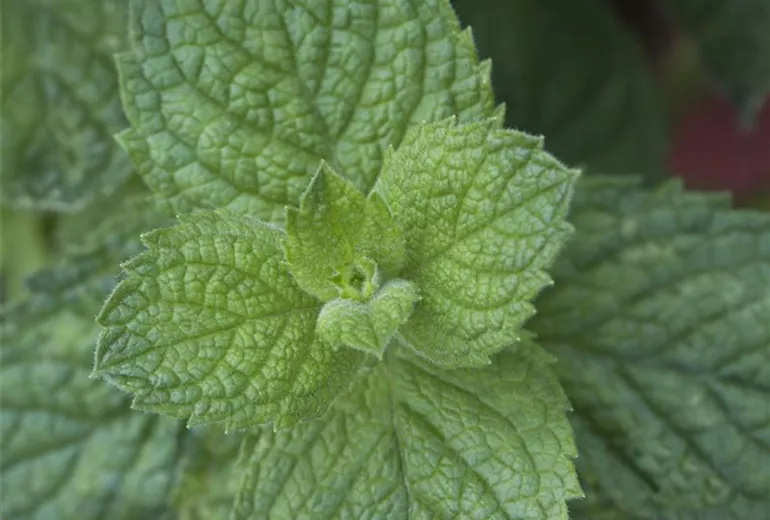 Mentha suaveolens 'Apple Mint' Mentha suaveolens 'Apple Mint'