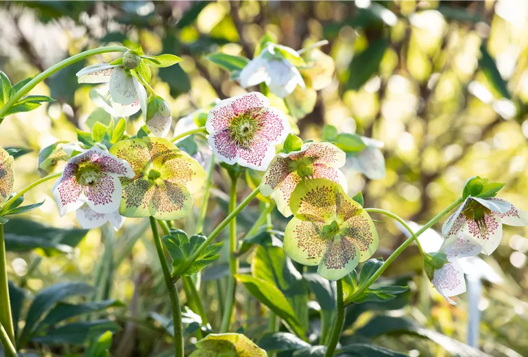 Helleborus Hybride 'Spring Promise Conny'
