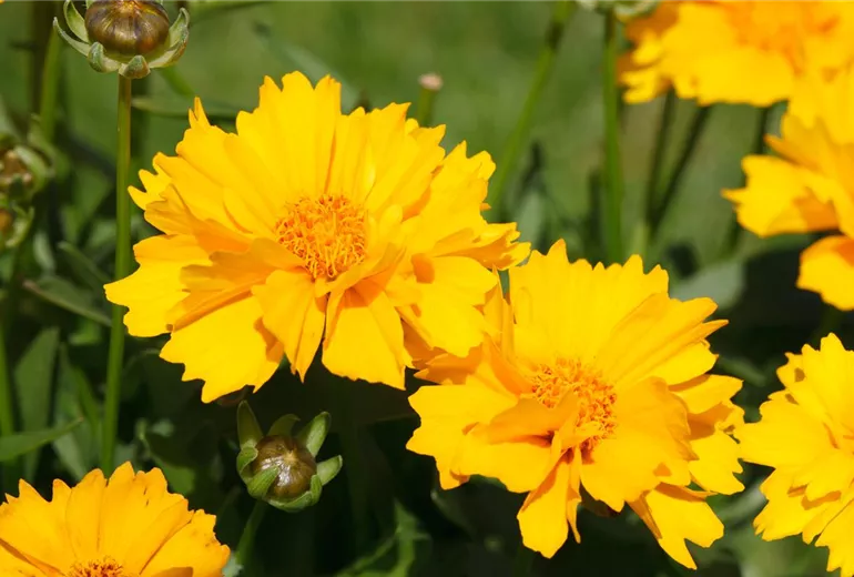 Coreopsis