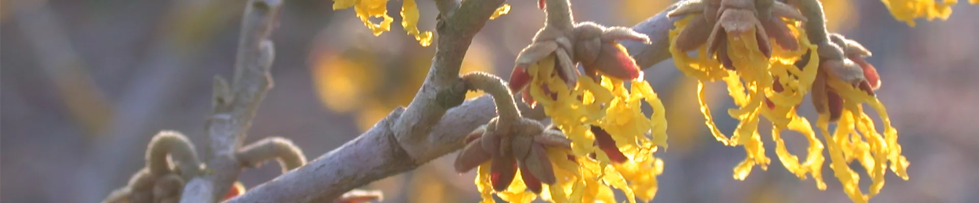 Hamamelis x intermedia 'Arnold Promise'