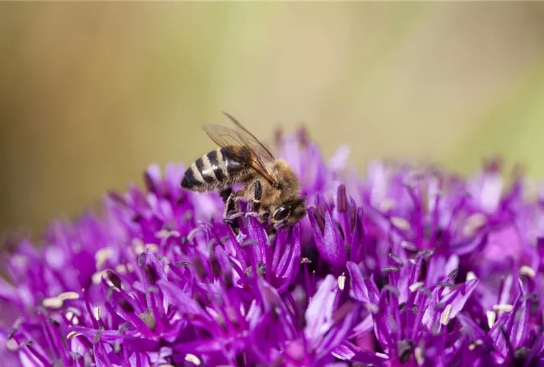 Allium schoenoprasum Allium schoenoprasum