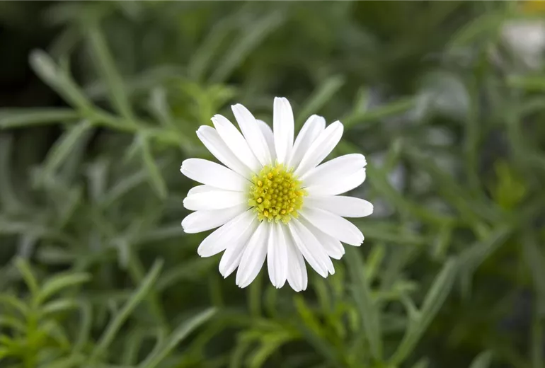 Brachyscome iberidifolia, weiß