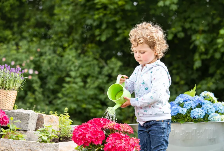 Muttertag - Kind gießt Hortensie
