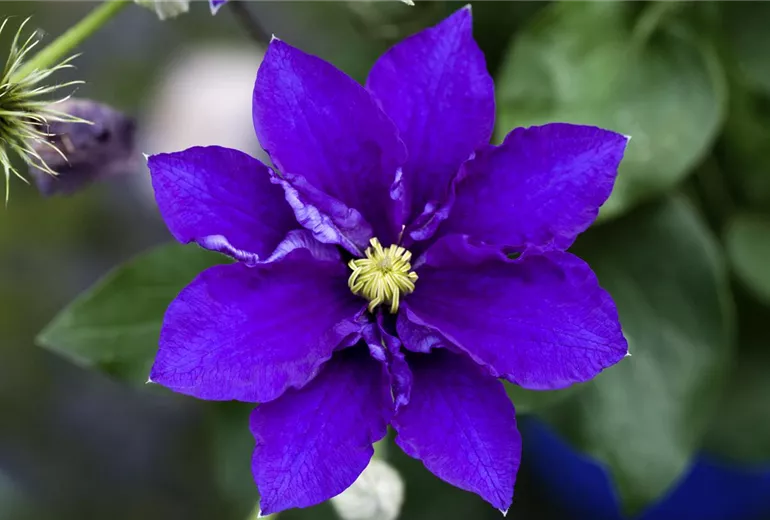 Clematis 'Diamantina' Clematis 'Diamantina'