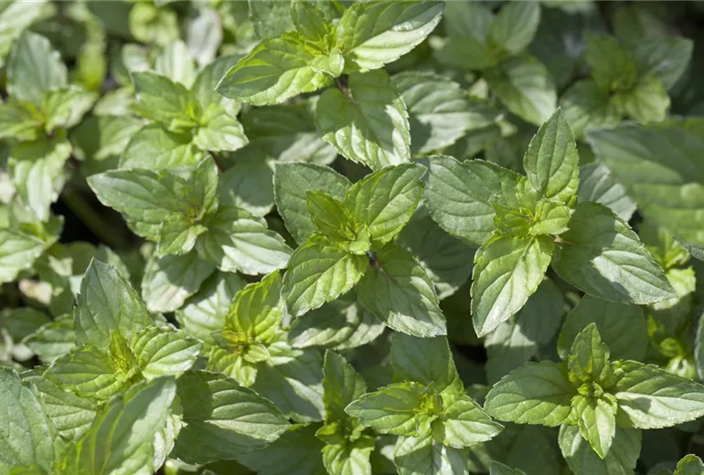 Mentha x piperita Mentha x piperita