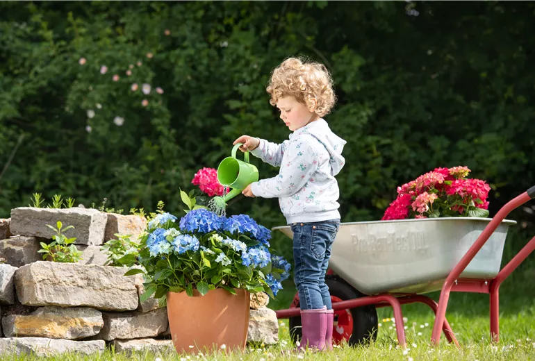 Muttertag - Kind gießt Hortensie