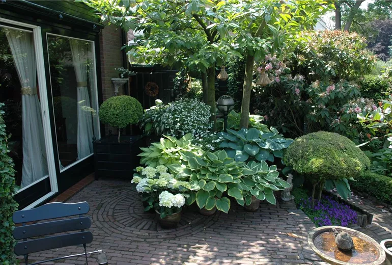 Hosta, Hydrangea