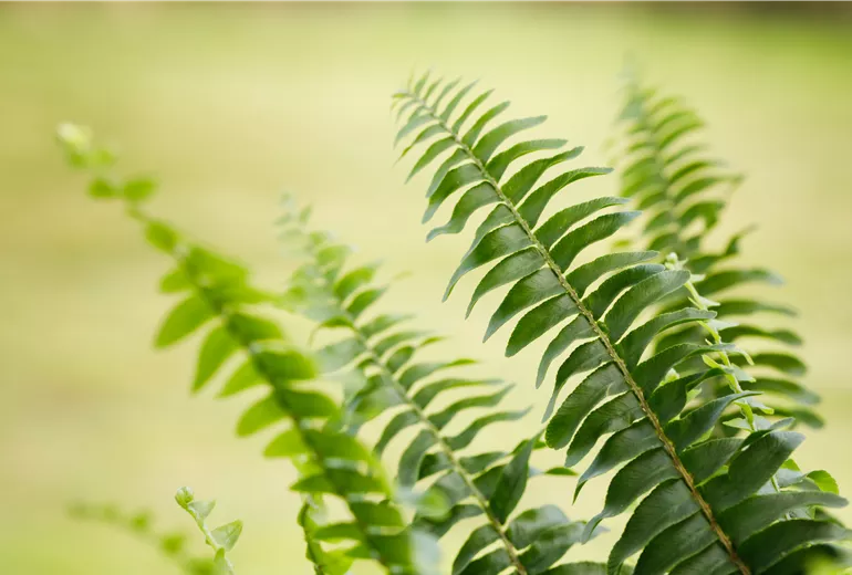 Pteris Pteris
