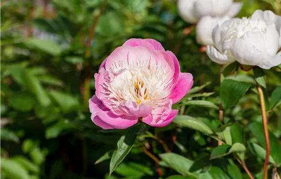 Pfingstrosen pflanzen und einmalige Blüten erleben Pfingstrosen pflanzen und einmalige Blüten erleben