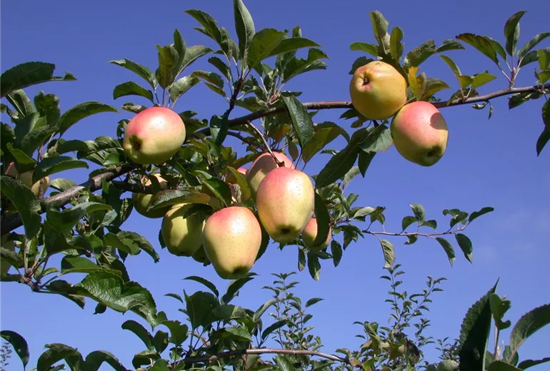 Malus domestica 'Gelber Bellefleur'
