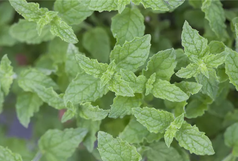 Mentha 'Erdbeere' Mentha 'Erdbeere'