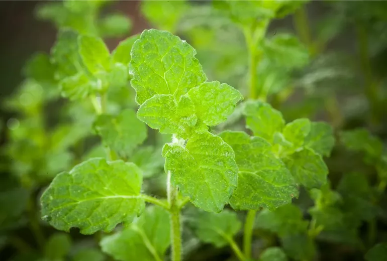 Mentha 'Erdbeere' Mentha 'Erdbeere'