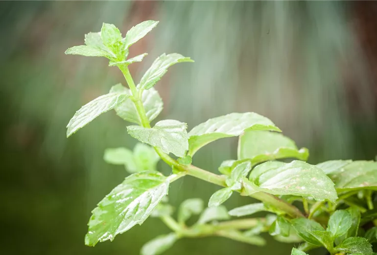 Mentha 'Erdbeere' Mentha 'Erdbeere'