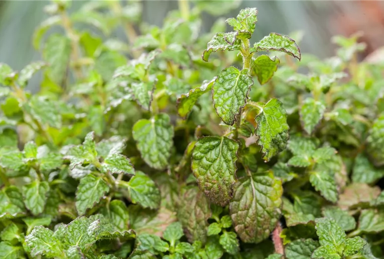 Mentha 'Erdbeere' Mentha 'Erdbeere'