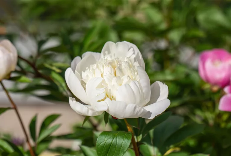 Paeonia lactiflora 'Immaculee' Paeonia lactiflora 'Immaculee'