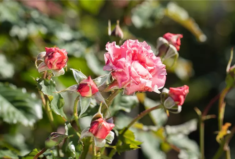 Rosa 'Wiesenburger Parkprinzesschen' Rosa 'Wiesenburger Parkprinzesschen'