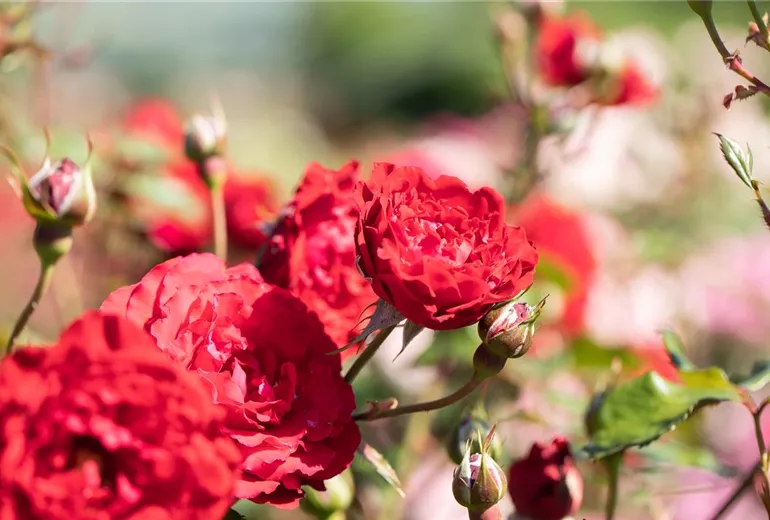 Strauchrose, rot Strauchrose, rot