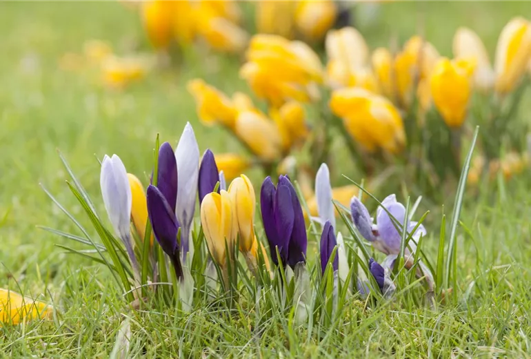 Crocus Crocus