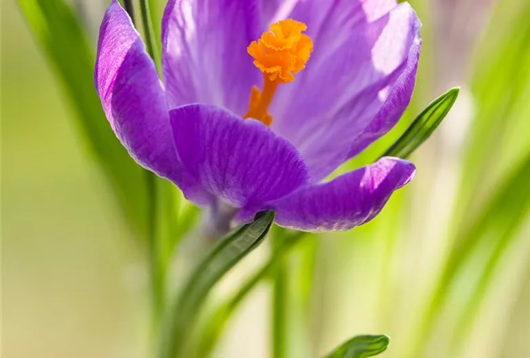 Crocus vernus 'King of the Striped' Crocus vernus 'King of the Striped'