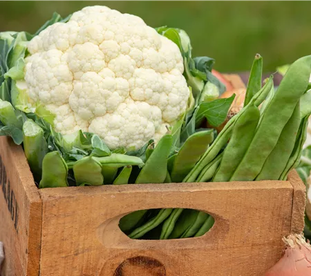 Der Anbau der beliebtesten Gemüsearten 