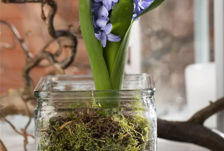 Hyacinthus Hyacinthus