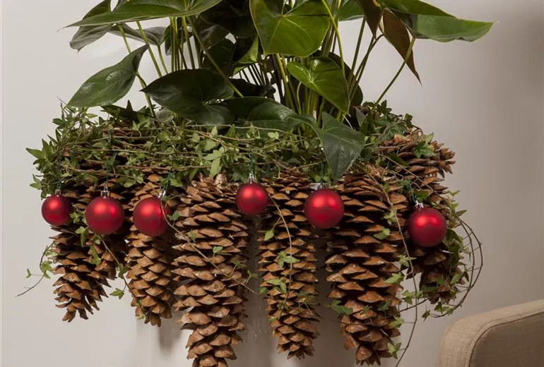 Anthurium x andreanum