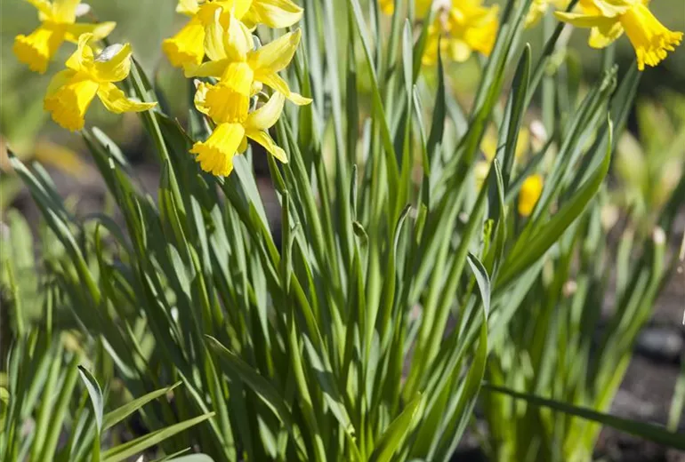 Narcissus, großkronig Narcissus, großkronig