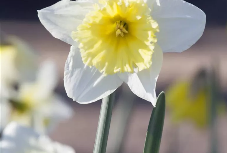 Narcissus, weiß-gelb Narcissus, weiß-gelb