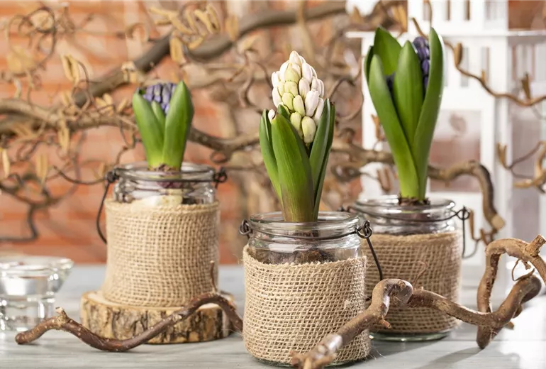 Hyacinthus Hyacinthus
