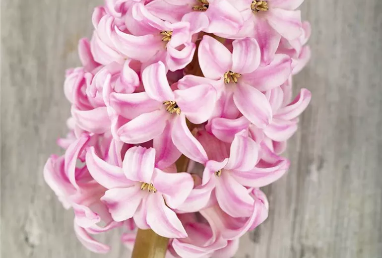 Hyacinthus Hyacinthus