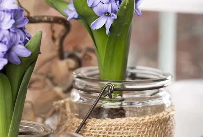 Hyacinthus Hyacinthus