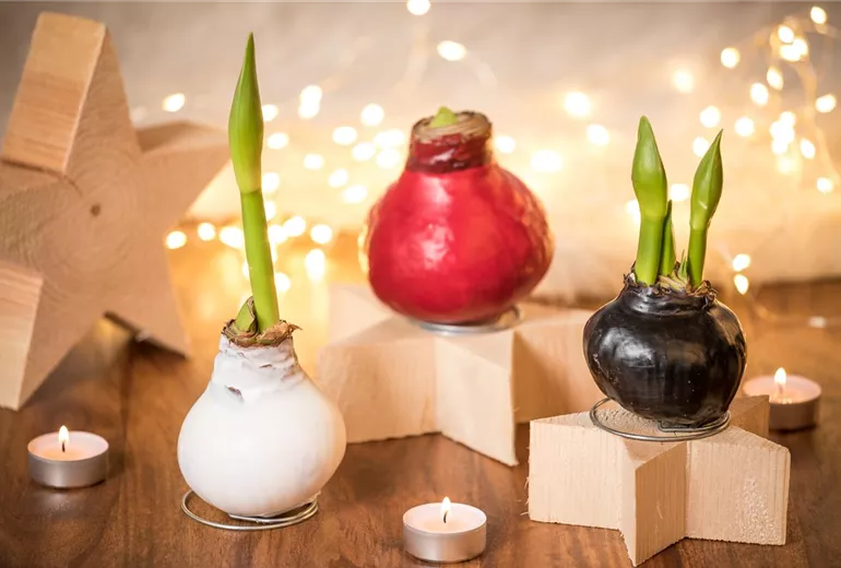 Hippeastrum Waxz® Hippeastrum Waxz®