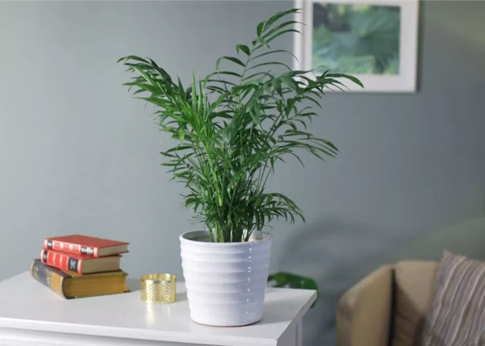 Zimmerpflanzenportrait - Bergpalme